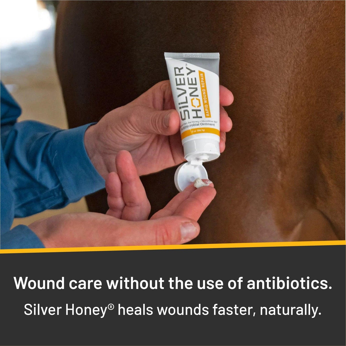 Silver honey rapid wound repair, wound care without the use of antibiotics. Man squeezing a tube of Silver honey ointment on his finger, presumably to coat a wound on the horse in back of him.
