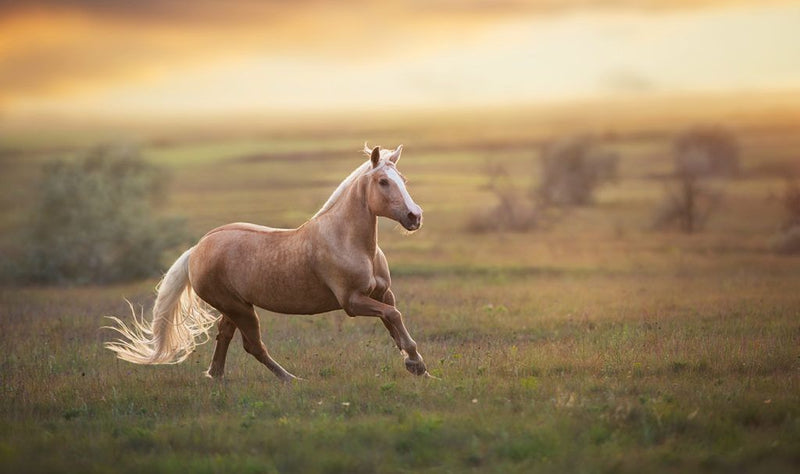 Equine